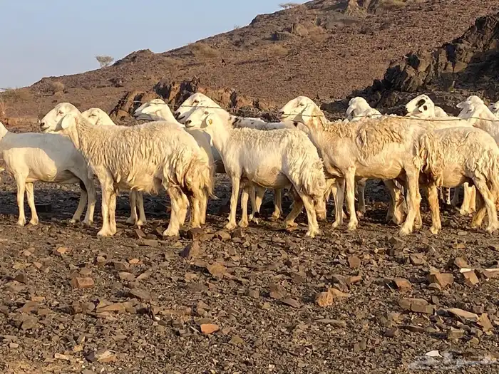ضان حريات مراح واحد غنم مكرمه وغنم نظيفه 1