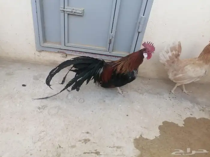 طيور 53
