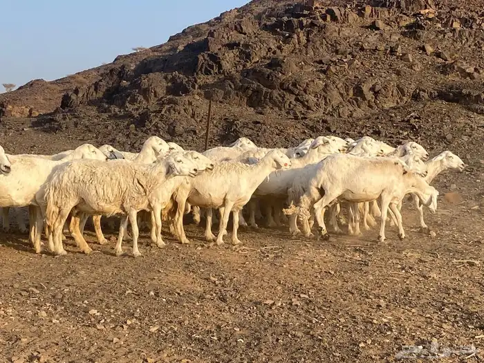 ضان حريات مراح واحد غنم مكرمه وغنم نظيفه 10