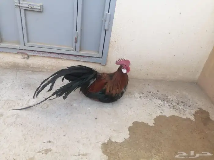 طيور 57