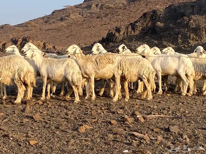 ضان حريات مراح واحد غنم مكرمه وغنم نظيفه 3