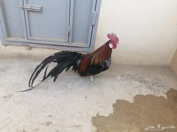 طيور 54