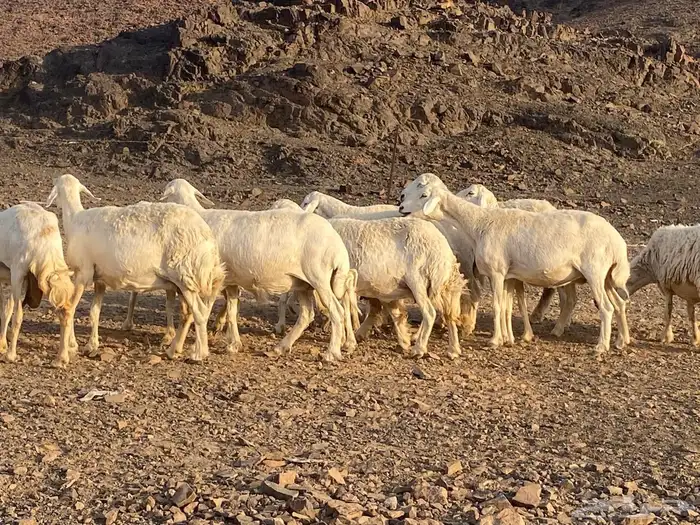 ضان حريات مراح واحد غنم مكرمه وغنم نظيفه 12
