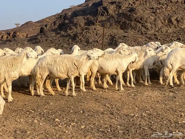ضان حريات مراح واحد غنم مكرمه وغنم نظيفه 9
