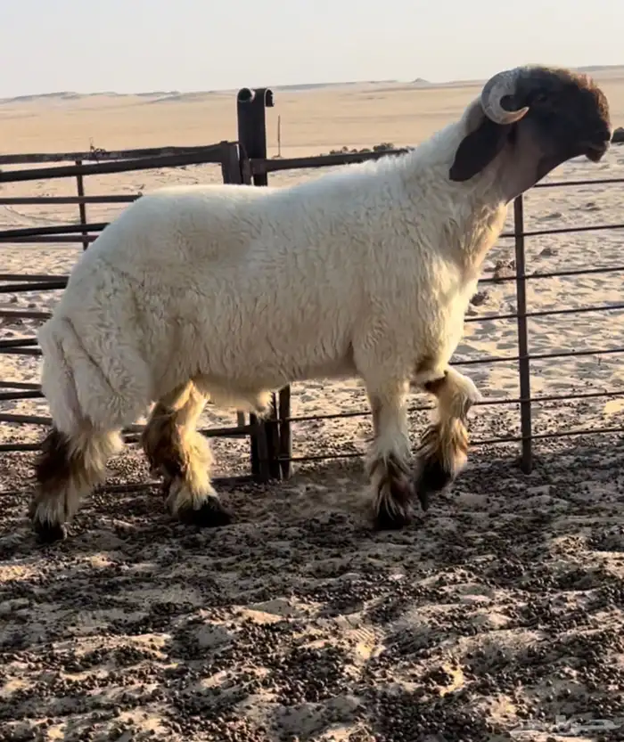 جذع صنف فاخر ومعرف 0