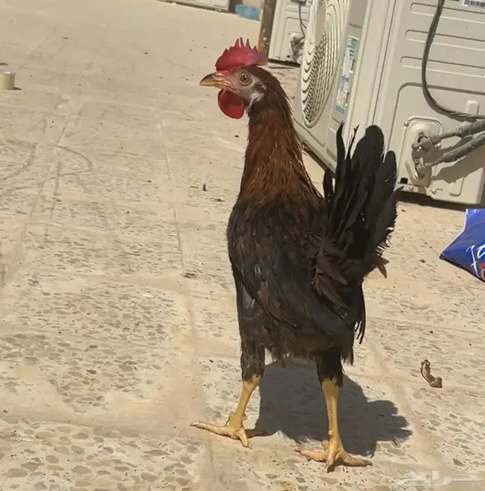 ديك عربي العمر سبع اشهور وامه عندي وانا مربيه وهو صوص صغير 5