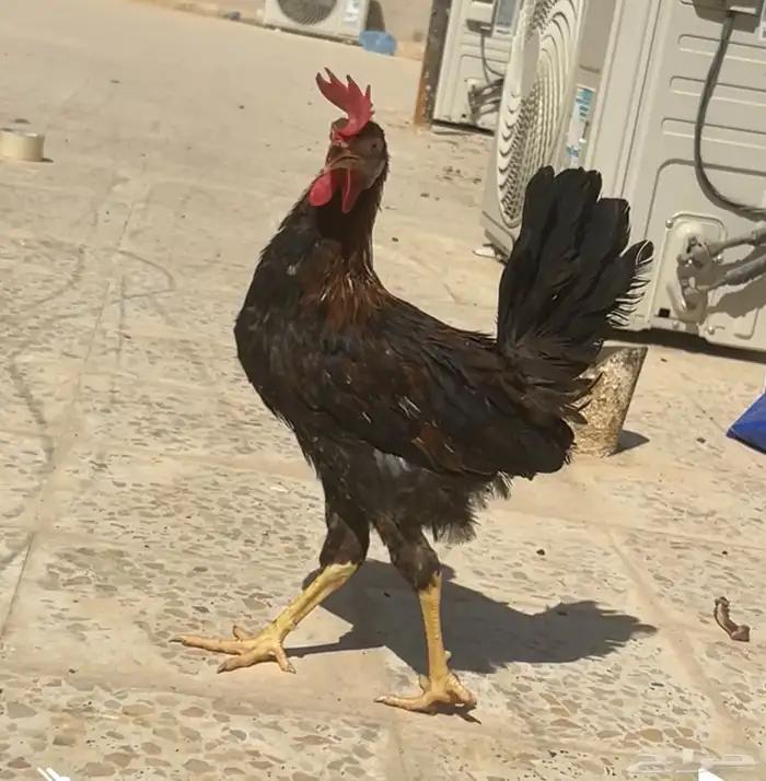 ديك عربي العمر سبع اشهور وامه عندي وانا مربيه وهو صوص صغير 6