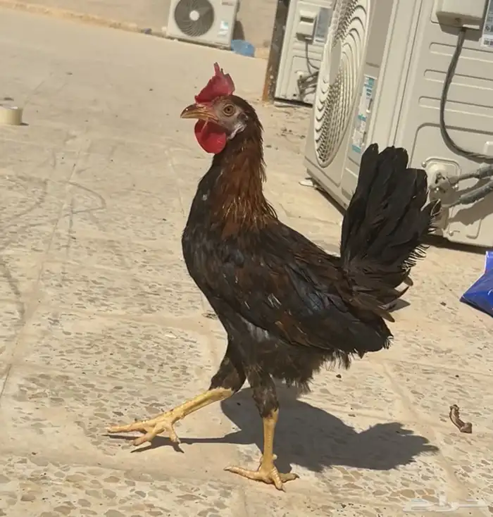 ديك عربي العمر سبع اشهور وامه عندي وانا مربيه وهو صوص صغير 4