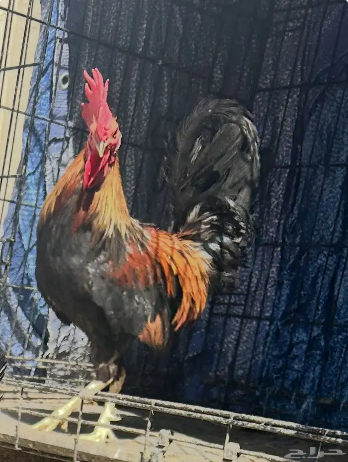 ديك عربي العمر سبع اشهور وامه عندي وانا مربيه وهو صوص صغير 3