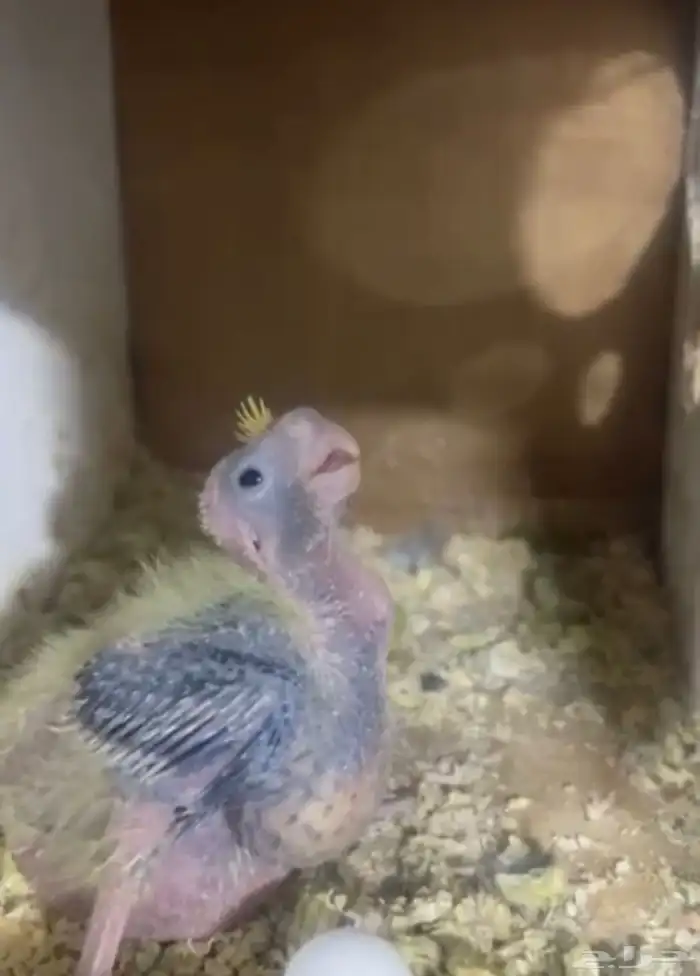 محميه فرح 1