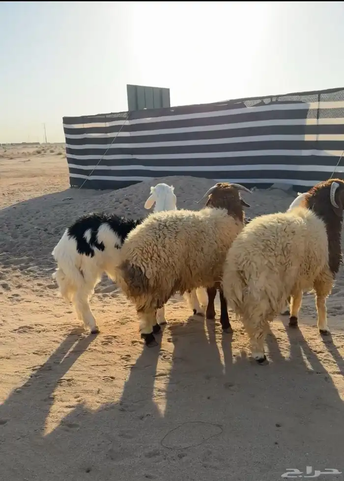 للبيع طليان جذعان 2