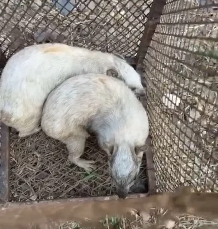 مطلوب وبران ارانب ناسو ناسو كابيبارا 0