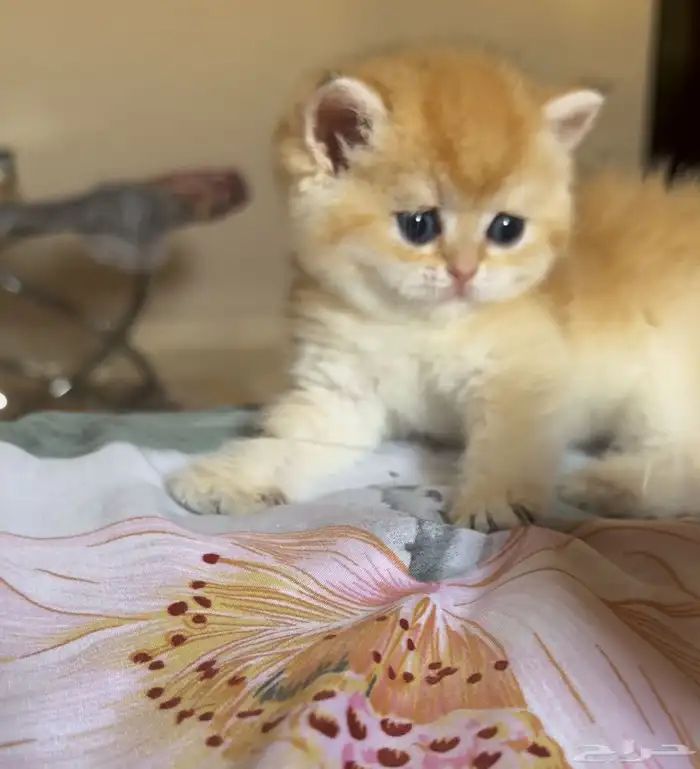 سكوتش ستريت انثى Ny11 (( مسجله)) 6