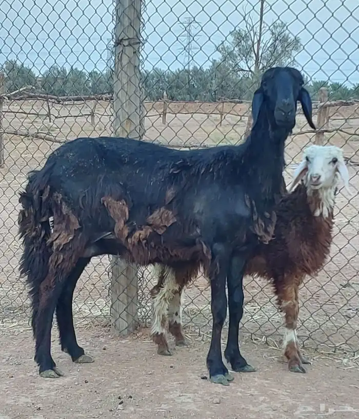 سواكنيه والد 0