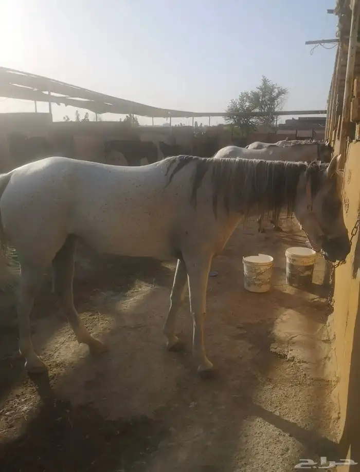 ايواء خيل وتدريب الحمدانية 5