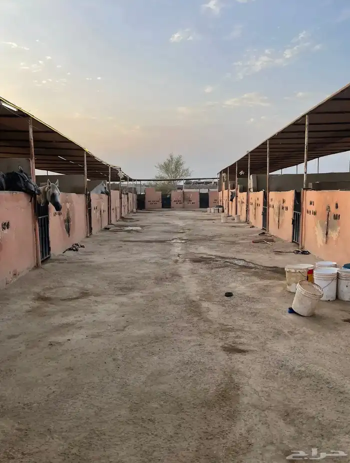 ايواء خيل وتدريب الحمدانية 6