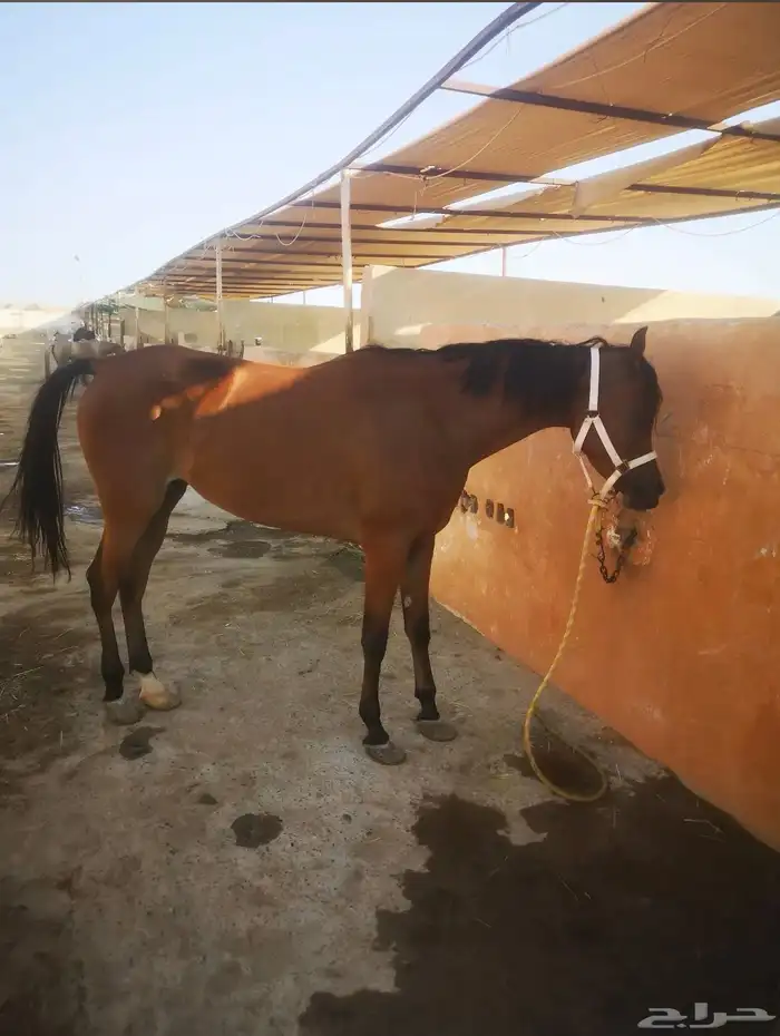 ايواء خيل وتدريب الحمدانية 9