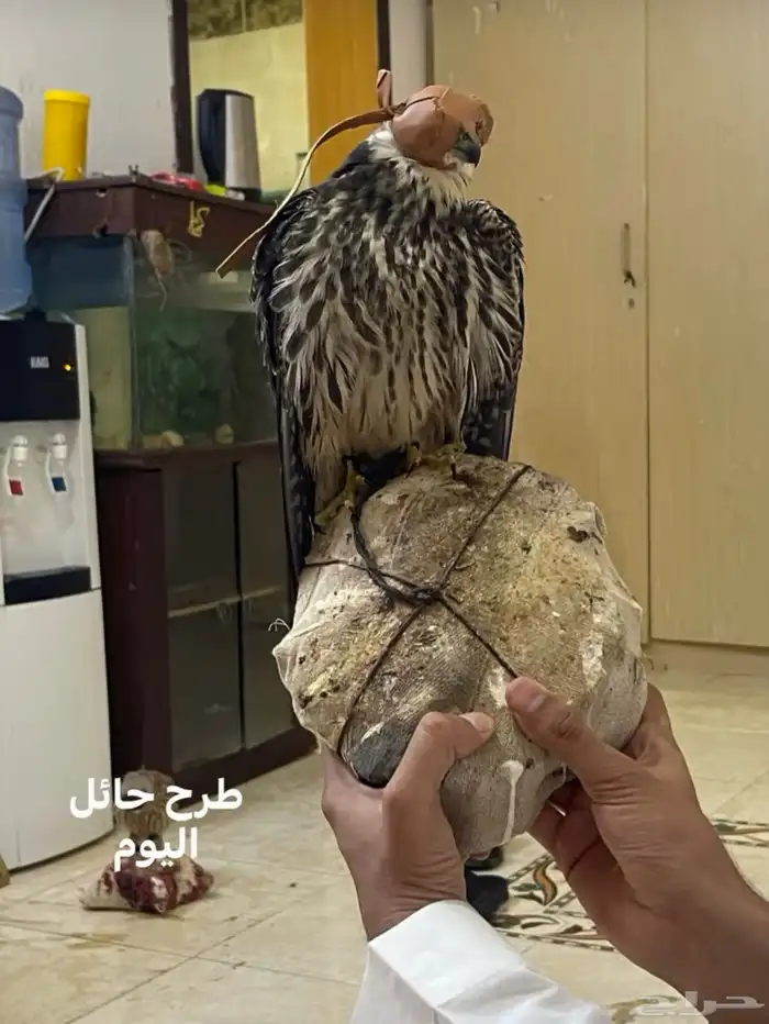 بكه للبيع 0