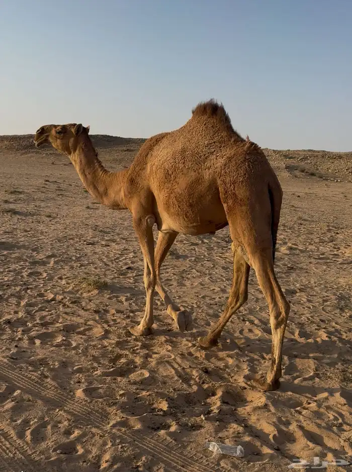 بكره حمرا للبيع لقيه 0