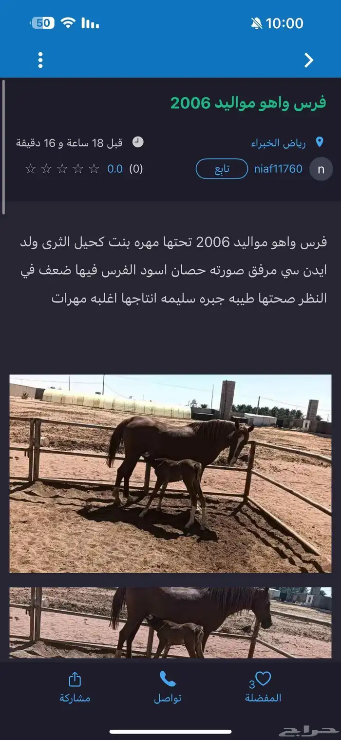 فرس واهو مواليد 2006 تحتها مهره 0