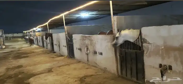 ايواء خيل وتدريب الحمدانية 11