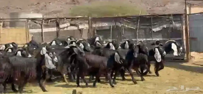 معزاء عوارض مراح 0