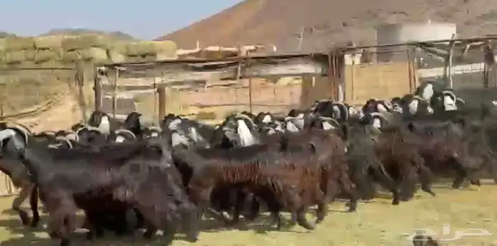 معزاء عوارض مراح 2