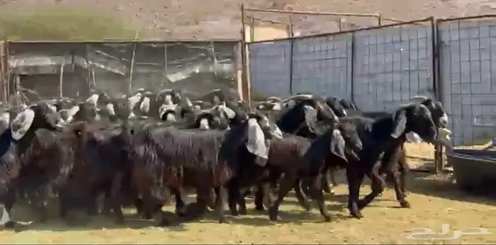معزاء عوارض مراح 5