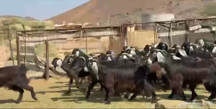 معزاء عوارض مراح 3