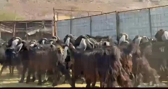 معزاء عوارض مراح 4