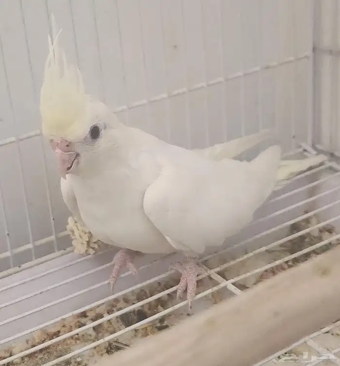 كروان كريمي فيس لاتينو 0