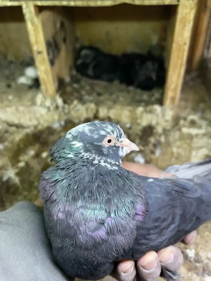 حمام قطايف 2