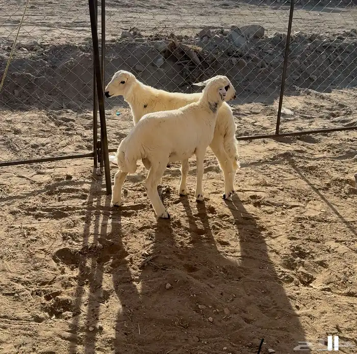 طليان سمان ونظيف 0