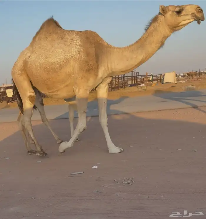 لقحه حمرا 1