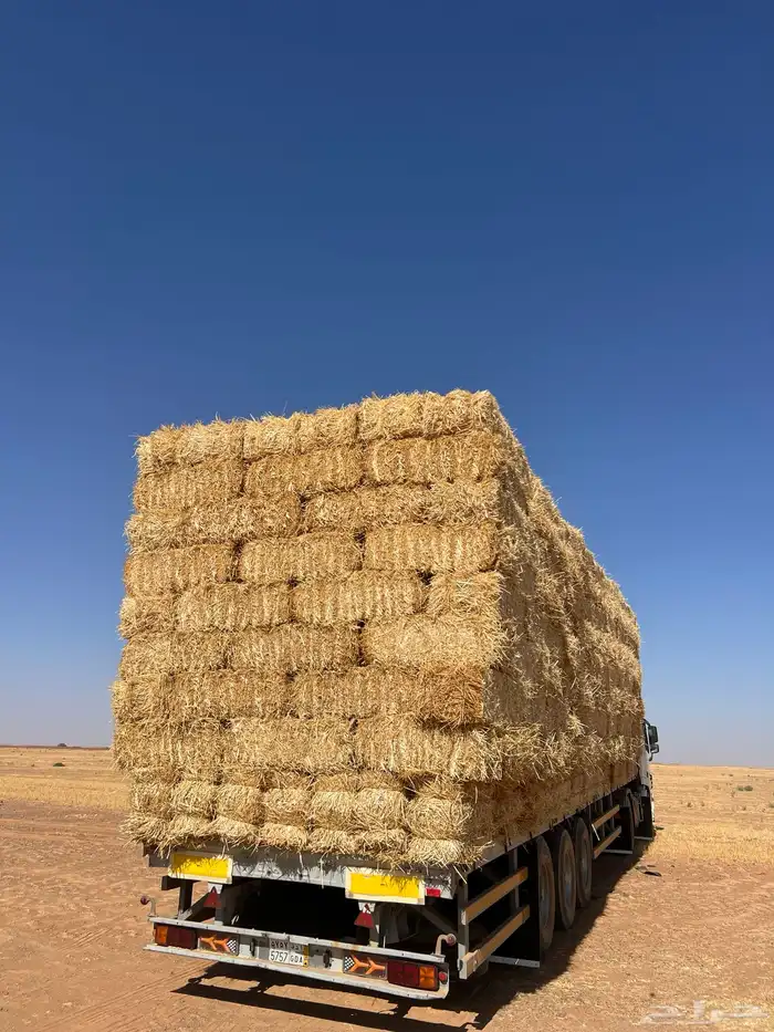 الدفع عند الاستلام قمح 0