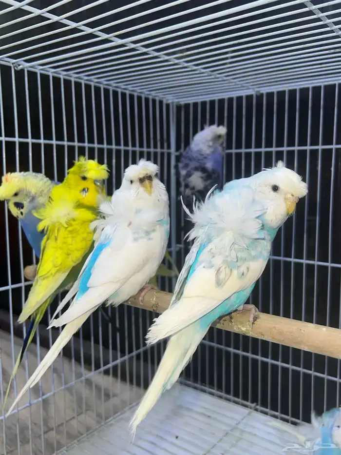 بادجي هوقو 3