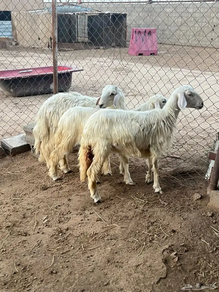 خروف ورخلين 1