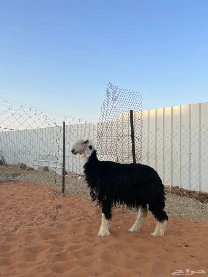 نجديه طيبه 1
