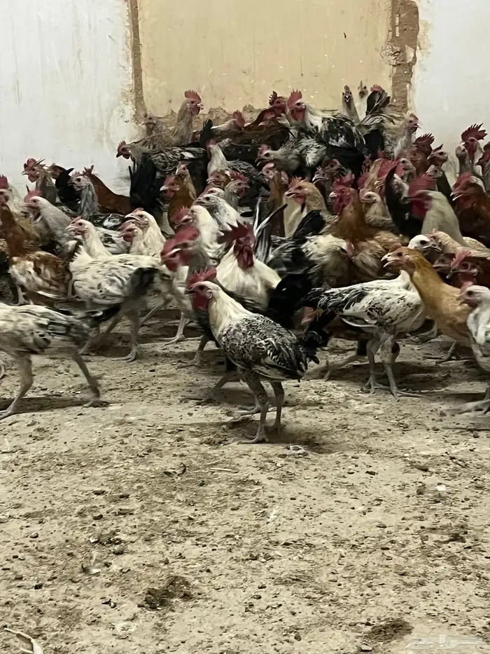ديوك مشكله 2