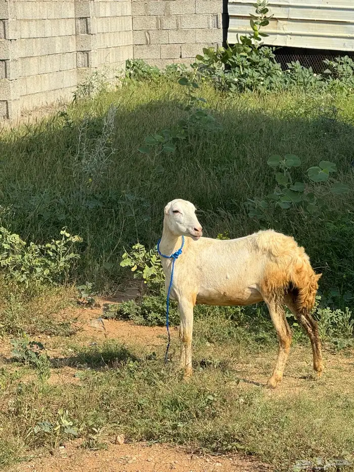 نعجه للبيع 0
