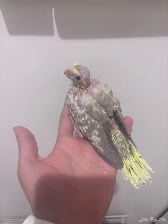 فروخ كروان لاتينو 3