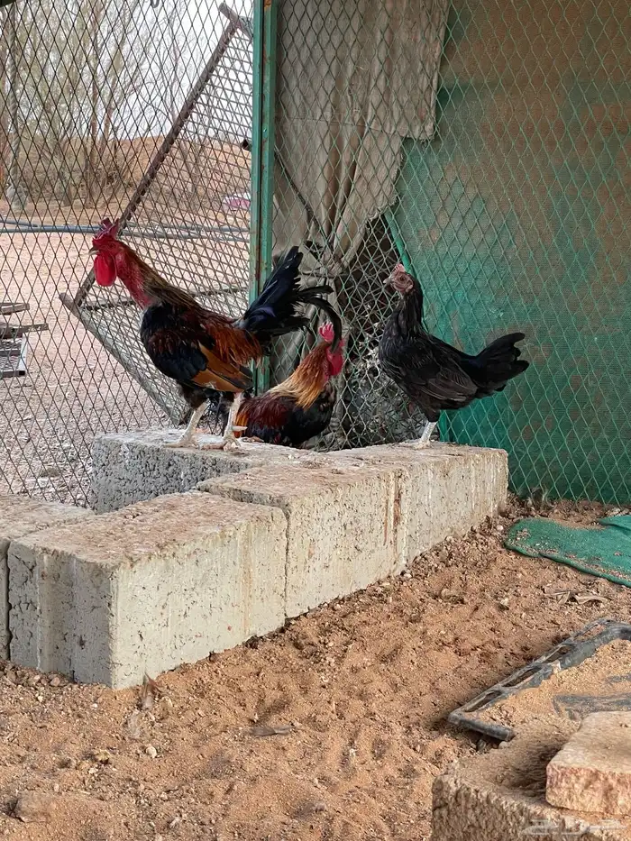 ديكه 0