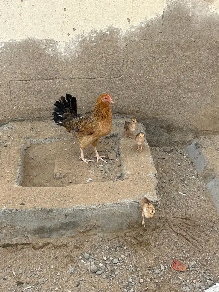دجاج معاه صيصان 2