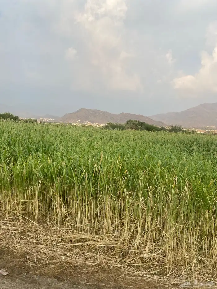 قصب بيضا بلدي للبيع قصب القطعه كامله 3