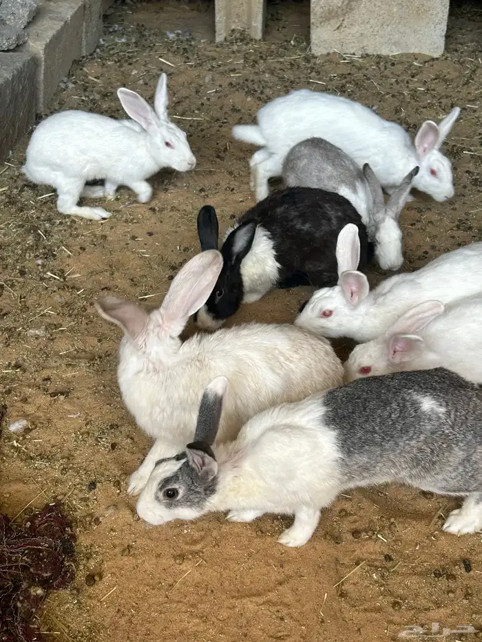 حمام و ارانب 1