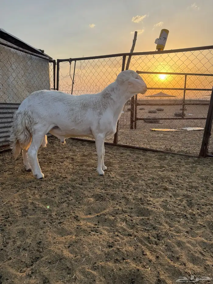 فحل رباع مشروط 1