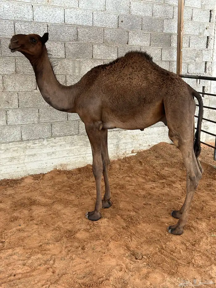للبيع قعدان طيبة 3