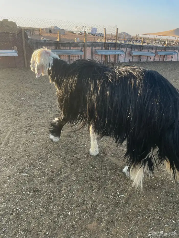 فحل نجدي خصم تم البيع 1