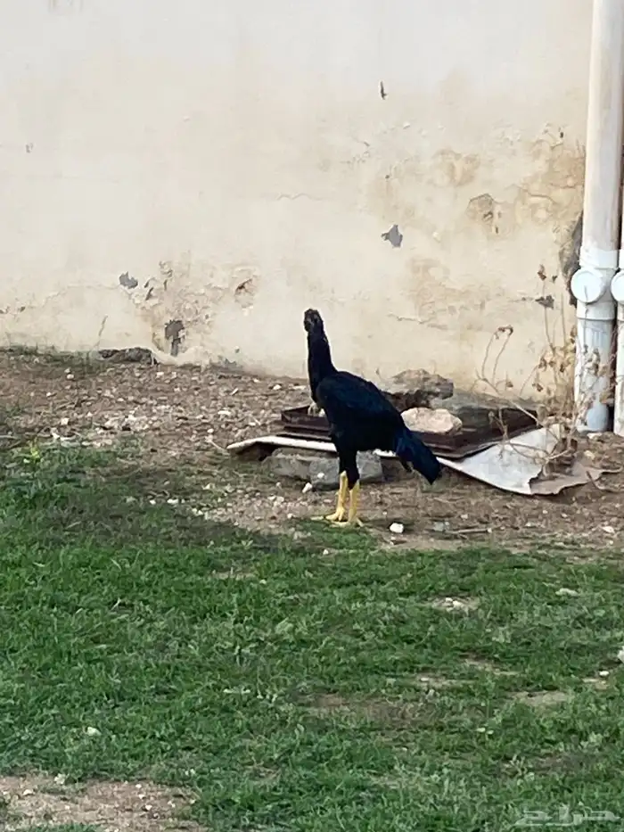 ديك بكستانية سندي العمر 7 شهور 1