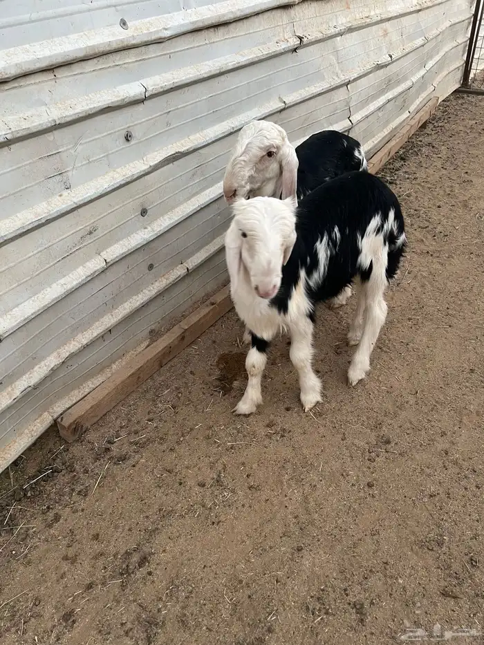 خروفين نجد 0